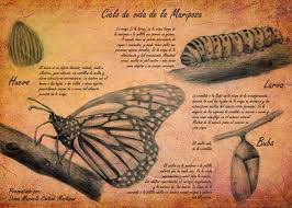 Pin En Infografia