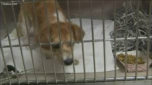 We're currently doing adoptions two different ways depending on if an animal is physically housed at Several Dogs Who Escaped Tropical Storm Barry To Atlanta Ready For Adoption Wthr Com