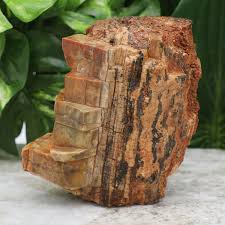 Petrified Wood Stone Stunning Fossilized Wood Log Large 5 Natural Raw Rough Mineral Specimen Collector S Fossils Rocks Petrified Wood In 2020 Petrified Wood Fossilized Wood Wood Stone