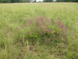 Image result for Aeollanthus