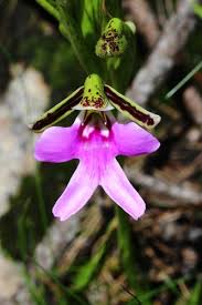 Image result for Cynorkis brevicalcar