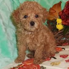 Black And White Toy Poodle Puppies For Sale Account Suspended Tiny Toy Poodle Toy Poodle Puppies Poodle Puppy