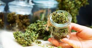 Top Cannabis Strains For Creativity and Productivity | RISE Dispensaries
