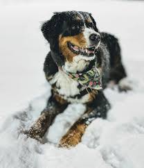 The bernese is one of four varieties of swiss mountain dogs and, though they all share the same distinctive markings, it is the. Hd Wallpaper Photo Of Brown And Black Border Collie Lying On Snow Bernese Mountain Dog On Snowfield Wallpaper Flare