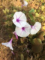 Image result for Ipomoea grantii
