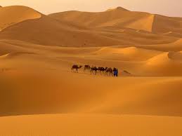 Camels store energy so efficiently that they can go more than a week without water and several months without food. Fun Desert Facts For Kids