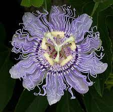Passion Flower Health Benefits And Side Effects Passion Flower Passion Flower Herb Passion Vine