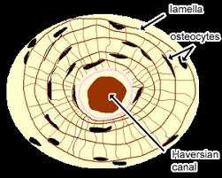 There are trabeculae in spongy bone which gives its sponge like appearance. Cartilage Bone Ossification The Histology Guide