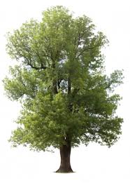 Maybe you would like to learn more about one of these? Tall Tree Service Spokane Getting To Know Washington S Common Trees