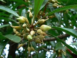 Image result for Sapotaceae
