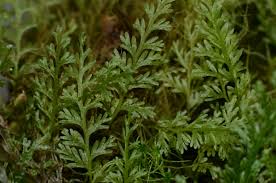 Image result for Hymenophyllum splendidum