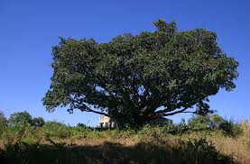 Image result for Ficus lutea