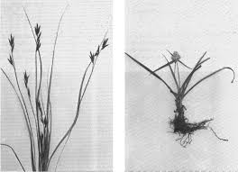Image result for Cyperus rigidifolius