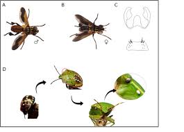Image result for Terminalia trichopoda