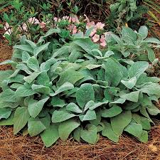Image result for Stachys