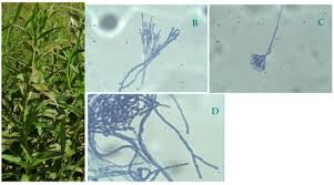 Start by marking natural products in plant pest management as want to read this book is the first to bring together relevant aspects of the basic and applied sciences of natural pesticides and discussed modern trends in the use of natural products in pest management. Plants Special Issue Natural Products For Plant Pest And Disease Control