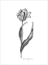 Parrot Tulip Tulip Tattoo Parrot Tulips Tattoos