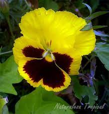 Variedad Amarilla De La Flor Del Pensamiento Viola Wittrockiana Pensamientos Flor Flores Exoticas Flores Pintadas