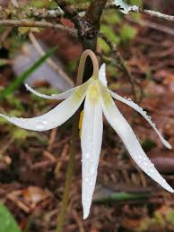 Image result for Savannosiphon euryphyllus