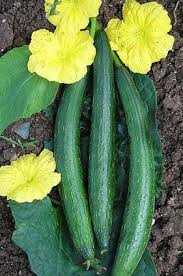 Luffa aegyptiaca , sponge gourd, is a species of luffa grown for its fruit. Creative Farmer Vegetable Seeds Luffa Aegyptiaca Seeds Sponge Gourd Dark Seeds Home Garden Seeds Amazon In Garden Outdoors