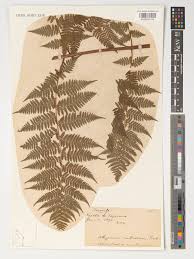 Image result for Diplazium humbertii