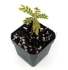 Image result for Biophytum