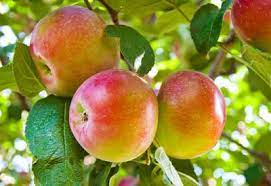 These varieties were selected from hundreds of varieties which suited the climatic conditions of the. Heirloom Apple Trees And Antique Varieties Planet Natural