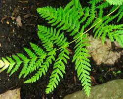 Image result for Histiopteris