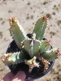 Image result for Euphorbia jubata
