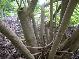 Image result for Oldfieldia macrocarpa