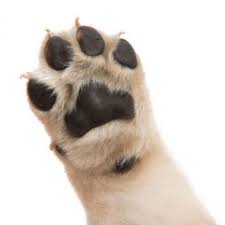 Akc conditional registered dogs not allowed on the pdb. Dog People Dog Home Facebook