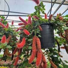Image result for Acalypha hispida