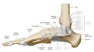 Anatomie Fuss Bander Des Fusses 1 Rechter Fuss Ansicht Von Medial Diagram Quizlet