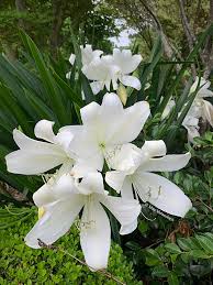 Image result for Crinum jagus