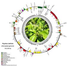 Image result for Rytigynia orbicularis