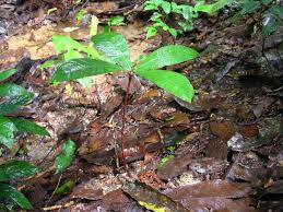 Image result for Gilbertiodendron dewevrei