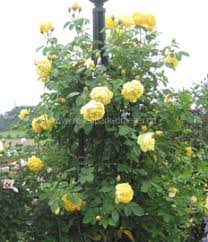 English roses from david austin roses | bare root & potted plants. Englische David Austin Rosen Online Kaufen Rosenpark Draeger De