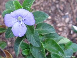 Image result for Barleria setosa