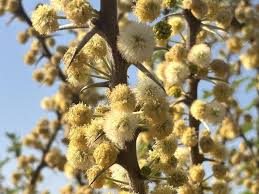 Image result for Acacia hebeclada