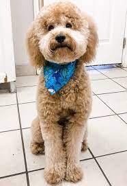 Everyone has a very distinct style and like different we hope you find this information helpful and don't forget to ask for the teddy bear cut next grooming! Goldendoodle Teddy Bear Haircut Grooming Tips Matthews Legacy Farm