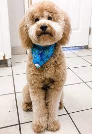 To achieve the teddy bear look, goldendoodles need their faces groomed in a particular. Goldendoodle Teddy Bear Haircut Grooming Tips Matthews Legacy Farm