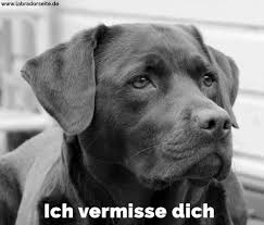 Labrador Zitate Und Sprüche
