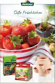 Leckere Erdbeeren Erdbeeren Erdbeerpflanzen Lecker