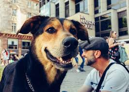 Ce mode de vie n'est possible qu'avec leurs vieux camions de plus de 30 ans ! Avec Les Punks A Chien De Strasbourg En Quete De Liberte