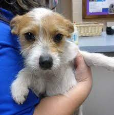 Once you've brought home your puppy, you'll need to take care of your new friend's primary care and needs. Rough Haired Jack Russell Puppy Jack Russell Terrier Puppies Jack Russell Jack Russell Terrier