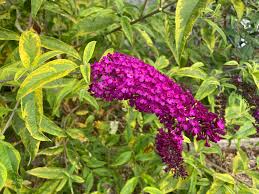 Image result for buddleia davidii