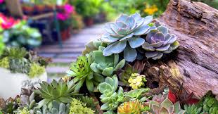 Coltiva la meglio le tua piante grasse con fiori grazie a. Giardino Piante Grasse Come Crearlo Greenstyle