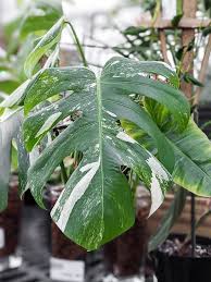 Image result for Monstera