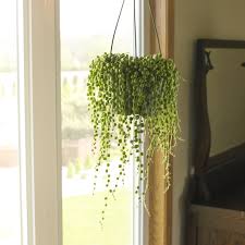 But did you check ebay? 17 Plants Perfect For Hanging In Your Home Better Homes Gardens