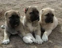 satilik kangal panosundaki pin